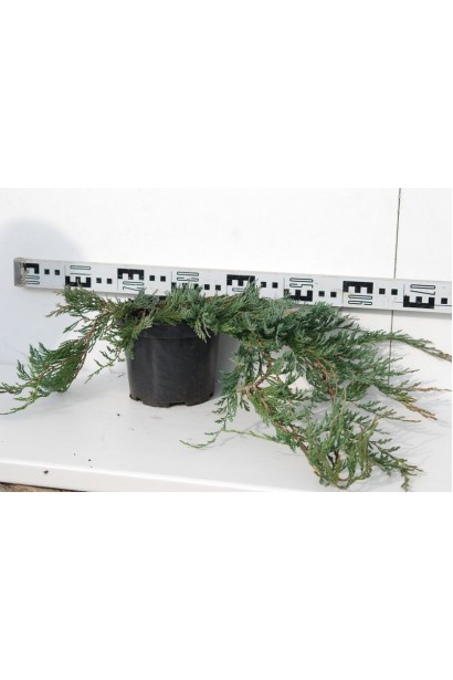 Ялівець Джейд Рівер горщик 5 л, діаметр 70-80 см