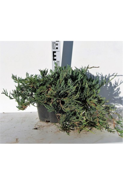 Ялівець Джейд Рівер саджаанець С5, висота 10-15 см