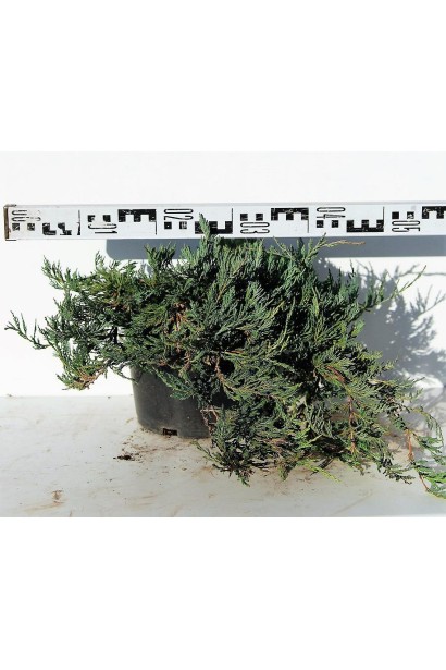 Ялівець Джейд Рівер саджаанець С5, діаметр 50-60 см