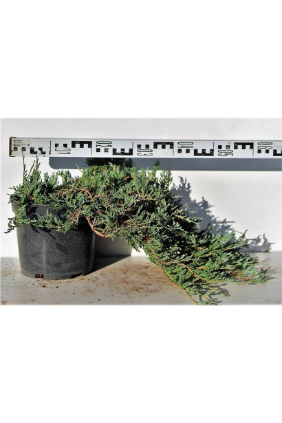 Ялівець Джейд Рівер горщик 5 л, діаметр 50-60 см