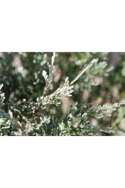 Ялівець блакитний Джейд Рівер 