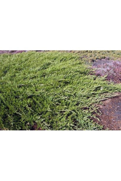 Ялівець горизонтальний Джейд Рівер