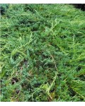 Ялівець горизонтальний Джейд Рівер | Можжевельник горизонтальный Джейд Ривер | Juniperus horizontalis Jade River