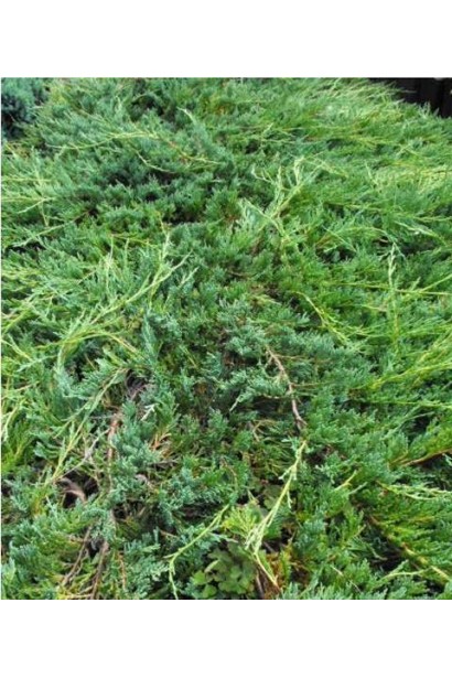 Ялівець сланкий Джейд Рівер