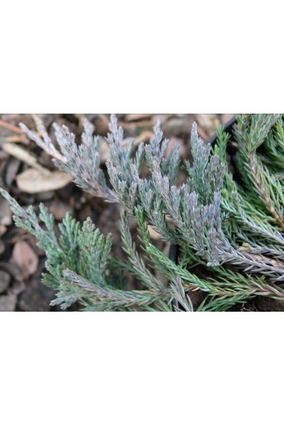 Луската сріблясто-блакитна хвоя ялівцю Джейд Рівер