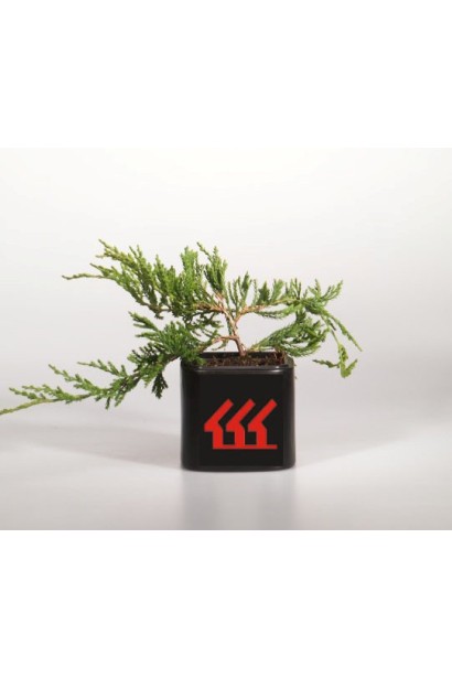 Ялівець сланкий Джейд Рівер саджанець в горщику 0,5 л