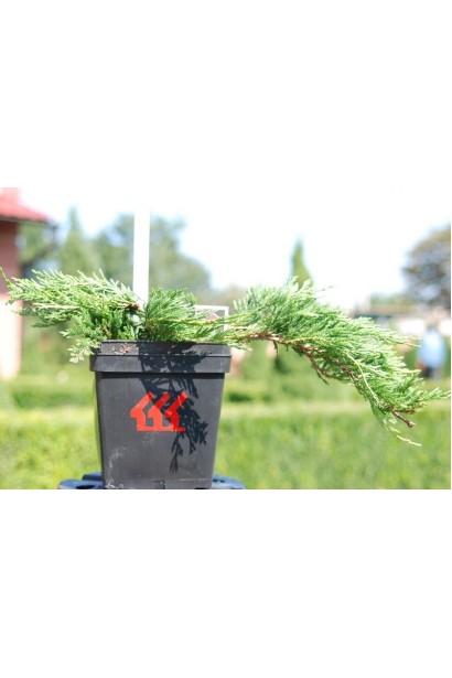 Ялівець горизонтальний Jade River контейнер Р9