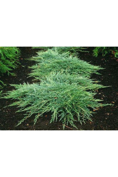Juniperus horizontalis Jade River