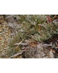 Можжевельник горизонтальный Джейд Ривер | Ялівець горизонтальний Джейд Рівер | Juniperus horizontalis Jade River