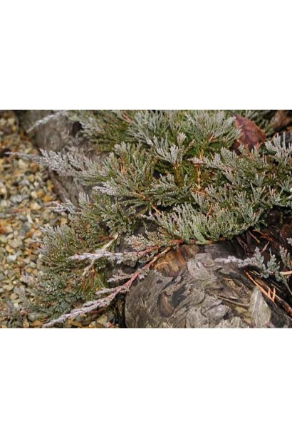 Структура хвої ялівцю Джейд Рівер