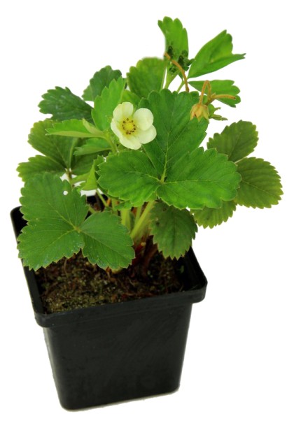 Полуниця Ельвіра саджанець в контейнері 0,5 л