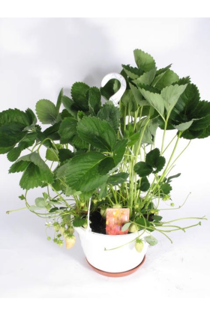 Суниці садові Ельвіра в горщику