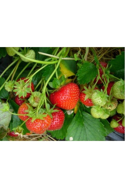 Полуниця садова Ельвіра ягоди