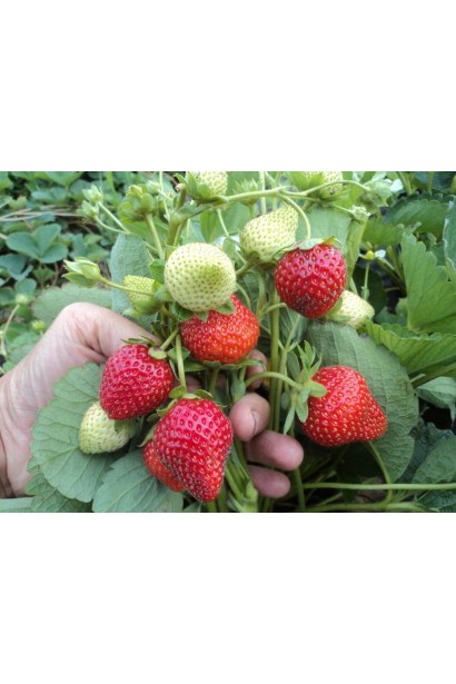 Полуниця Ельвіра (супер рання)