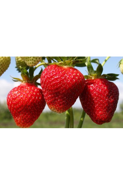 Полуниця Ельвіра великі конічні яскраво-червоні плоди