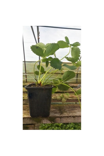 Полуниця садова Фестивальна саджанець Р9