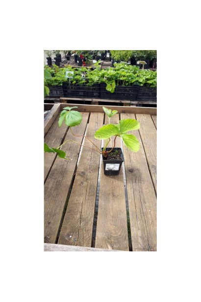 Суниця Фестивальна в контейнері 0,5 л