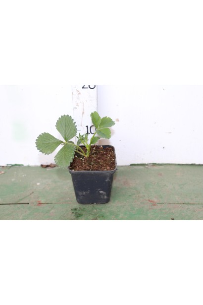 Полуниці ананасні Фестивальна саджанець в горщику 0,5 л