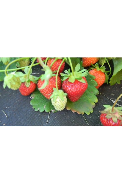 Полуниця Фестивальна