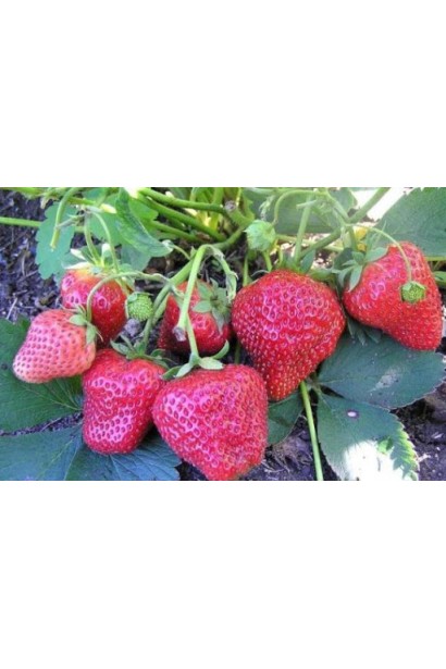 Полуниця Фестивальна червоні глянцеві ягоди неправильної форми