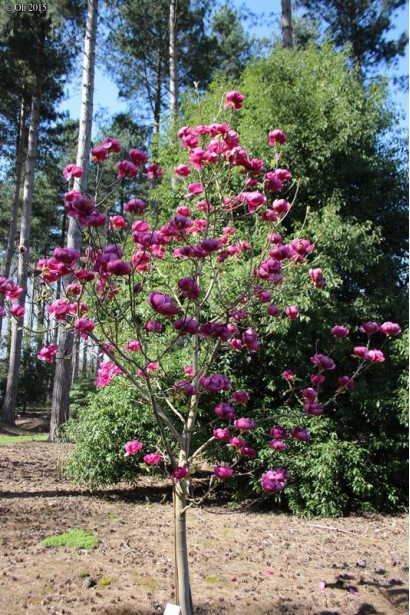 Magnolia Soulangeana Black Tulip