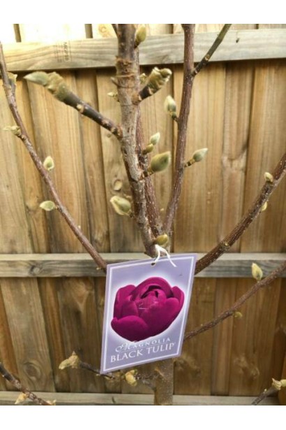 Магнолія суланжа Black Tulip розпускання бруньок