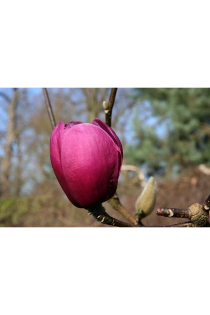 Магнолія гібридна Black Tulip