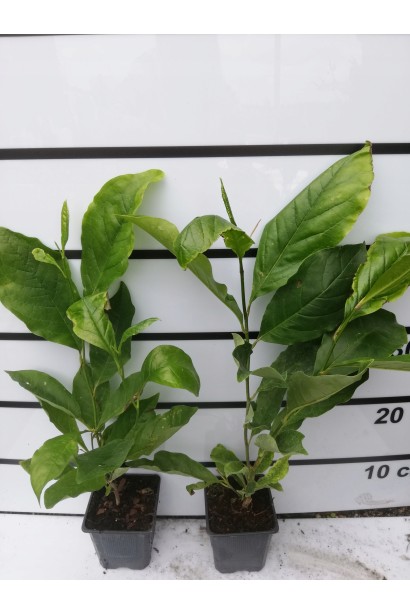 Магнолія Суланжа Блек Туліп саджанці Р9