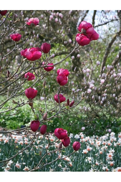 Магнолія Суланжа Блек Туліп
