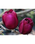 Магнолия суланжа Блэк Тулип | Magnolia soulangeana Black Tulip | Магнолія суланжа Блек Туліп