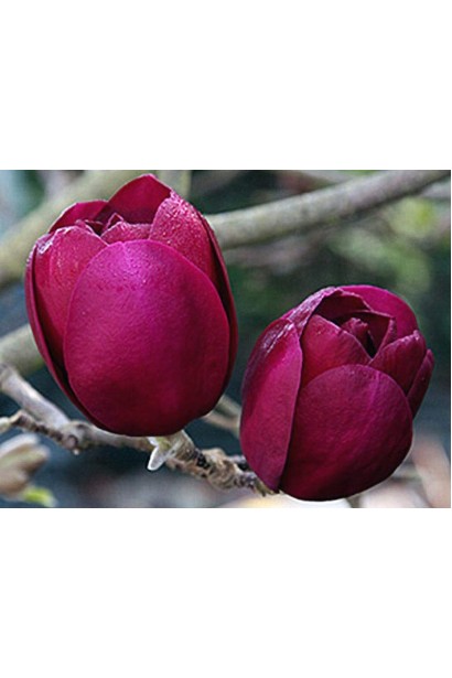 Темно-пурпурові квіти у формі тюльпанів магнолії Блек Тюліп