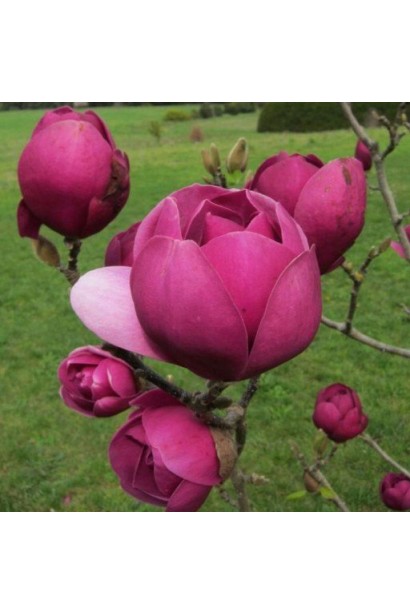 Магнолія Блек Туліп округлі тюльпаноподібні квіти пурпурового відтінку