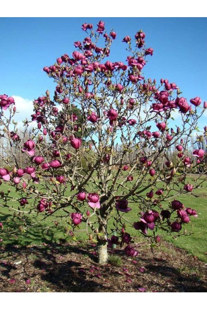 Магнолія Сулянжа Блек Туліп невелике квітуче деревце