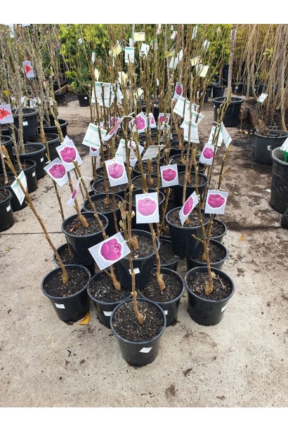 Магнолія Суланжа Блек Туліп саджанці в горщиках в садовому центрі