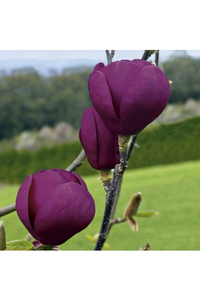 Магнолія Суланжа Чорний Тюльпан