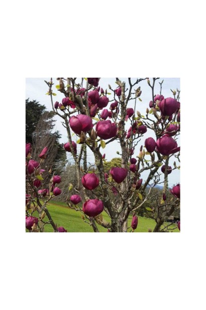 Магнолія Суланжа Блек Тюліп цвітіння