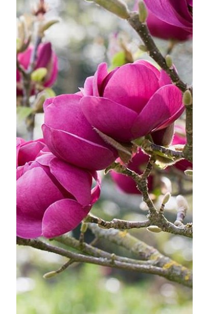 Магнолія Суланжа Блек Туліп квіти темно-фіолетового кольору