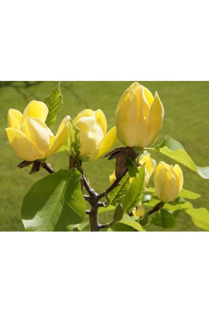 Магнолія бруклінська Єллоу Бьорд