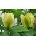 Магнолія Єллоу Бьорд | Magnolia brooklynensis Yellow Bird | Магнолия Еллоу Берд