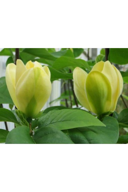 Жовті, злегка зеленуваті  квіти Магнолії Єллоу Бьорд