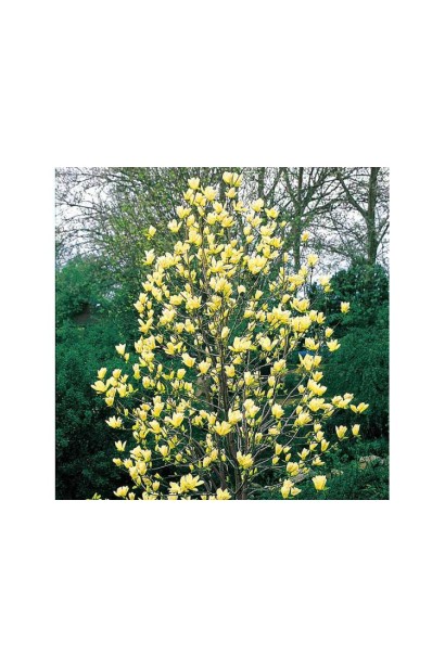 Рясне цвітіння Магнолії бруклінської Єллоу Берд