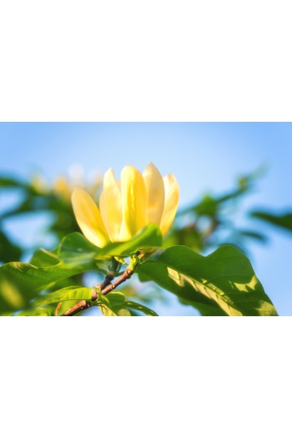 Магнолія жовта Єллоу Бьорд