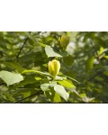 Магнолия Еллоу Берд | Magnolia brooklynensis Yellow Bird | Магнолія Єллоу Бьорд