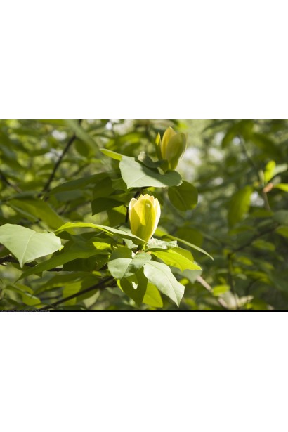 Магнолія бруклінська Жовтий птах