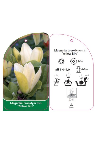 Magnolia brooklynensis Yellow Bird