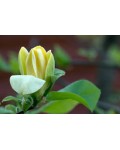 Магнолія Єллоу Бьорд | Magnolia brooklynensis Yellow Bird | Магнолия Еллоу Берд