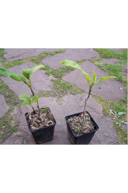 Магнолія бруклінська Єллоу Бьорд саджанці Р9 / 0,5 л