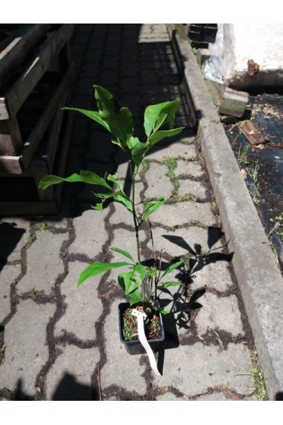 Магнолія Єллоу Бьорд в контейнері 0,5 л