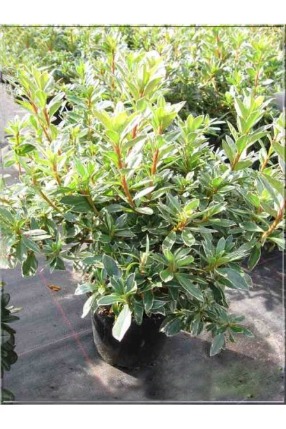 Саджанці Hot Shot доступні в садовому центрі.