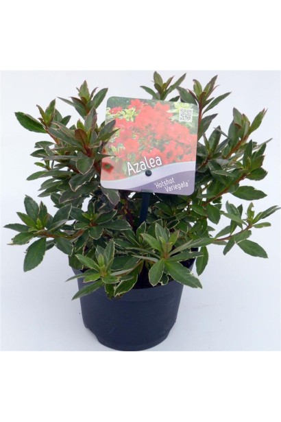 Саджанець Hot Shot Variegata готовий до посадки.